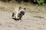BOULEDOGUE FRANCAIS 170
